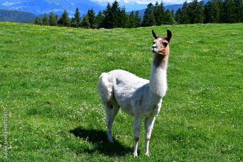 Ein Alpaka auf der Weide in Südtirol  photo