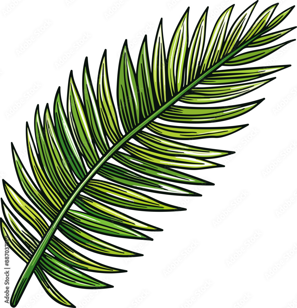 Obraz premium palm leaf vector illustration isolated on transparent background. 