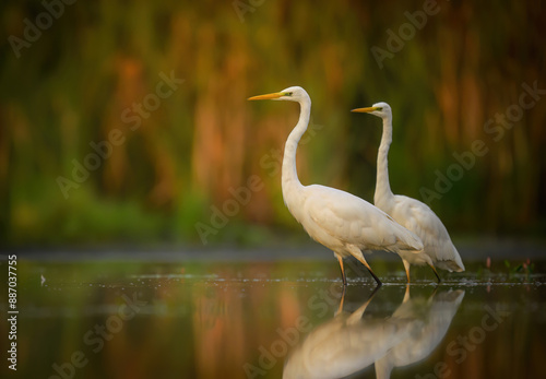 Great white egret ( Egretta alba ) close up