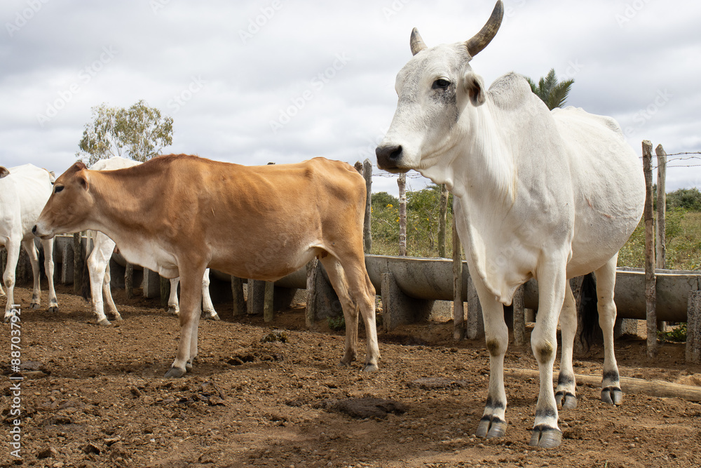 Nelore cattle grazing in the corral Nelore cattle grazing in the corral
