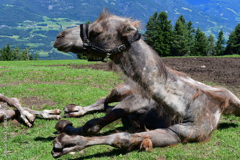 Ein Kmwl auf einer Alm bei Völs am Schlern in Südtirol