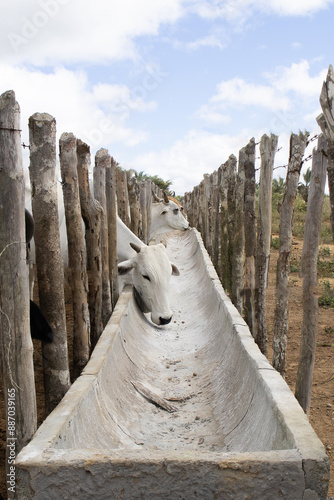 Nelore cattle in corral confinement.