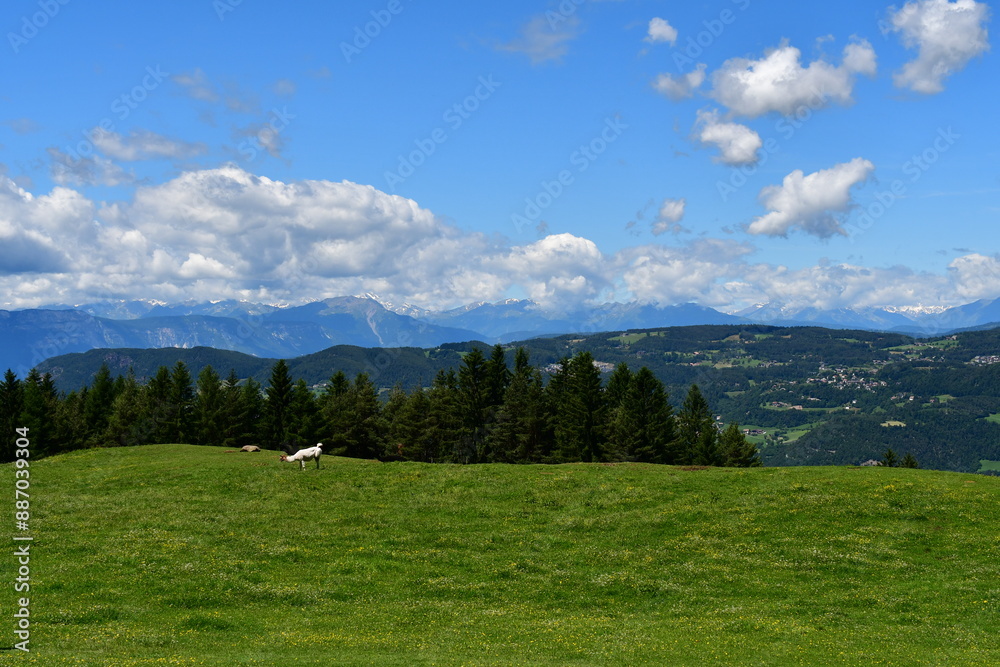 Eine Weide mit einem Alpaka bei Völs am Schlern in Südtirol