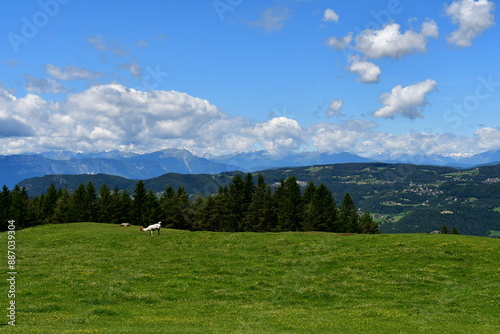 Obraz na płótnie Eine Weide mit einem Alpaka bei Völs am Schlern in Südtirol w salonie