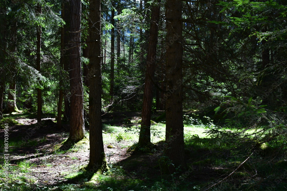 Ein Wald bei Völs am Schlern in Südtirol
