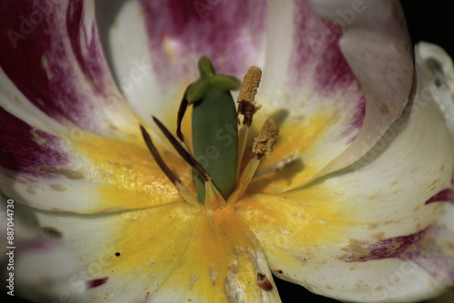 close up of a tulip