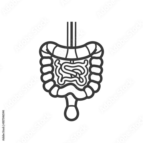 Stylized Line Art Illustration of Human Digestive System with Intestines and Food Passage