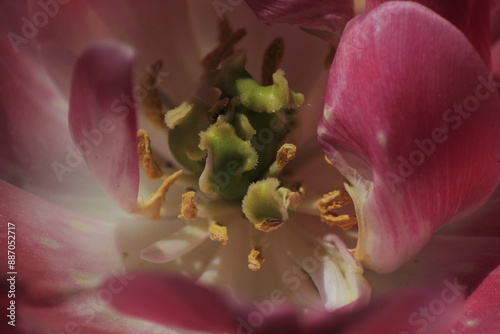 pink tulip close up