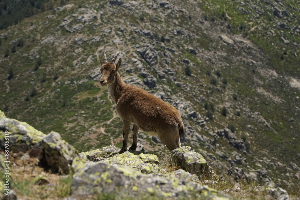 Wild goat on rocky terrain with hills in background Wild goat on rocky terrain with hills in background