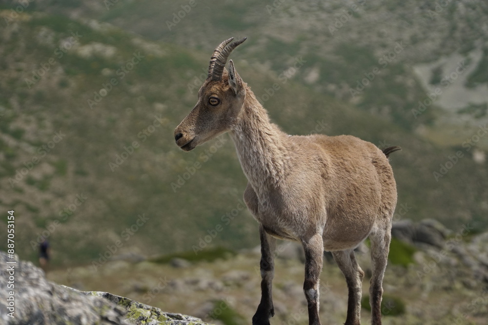Wild goat on rocky terrain with hills in background