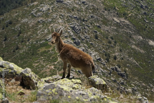 Wild goat on rocky terrain with hills in background