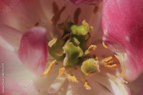 close up of a flower