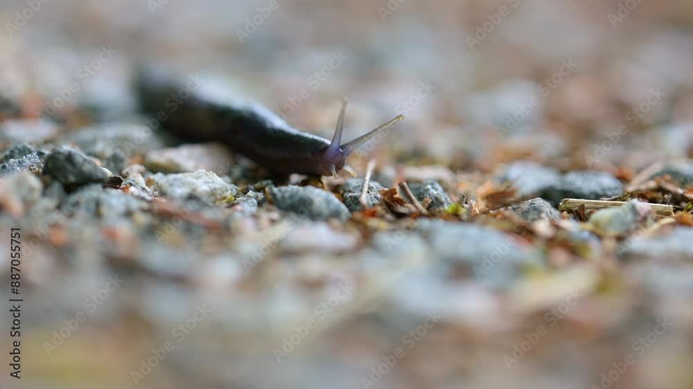 Black slug slowly sprinting over a gravel road Black slug slowly sprinting over a gravel road
