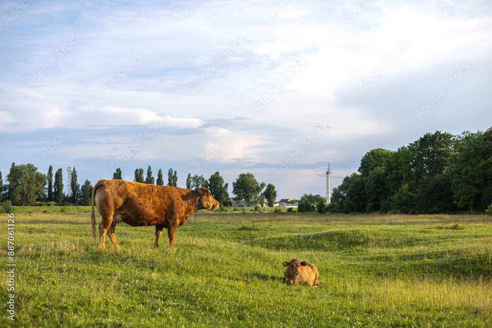 Obraz premium A cow with a small calf grazes in a meadow in the setting sun.