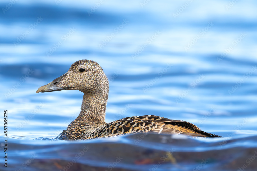 Common eider, St. Cuthbert's duck, Cuddy's duck - Somateria mollissima female swimming in blue sea. Photo from Snaefellsnes Penisula in Iceland. Common eider, St. Cuthbert's duck, Cuddy's duck - Somateria mollissima female swimming in blue sea. Photo from Snaefellsnes Penisula in Iceland.