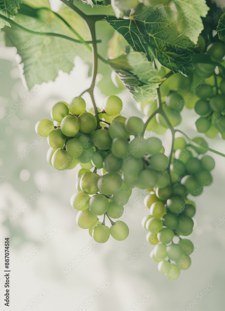 green grapes hanging from the vine, soft focus photography green grapes hanging from the vine, soft focus photography