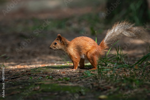 red squirrel in the forest