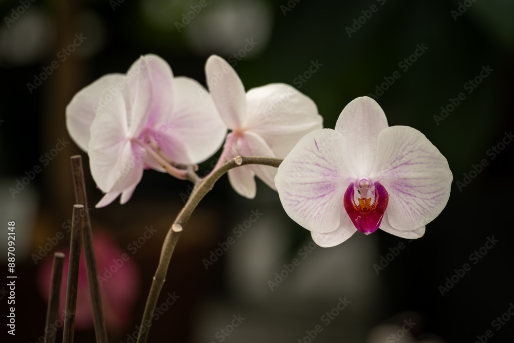 Obraz premium Beautiful white orchid flowers on a plant.