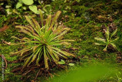 Carnivorous sundew plant in detail. photo