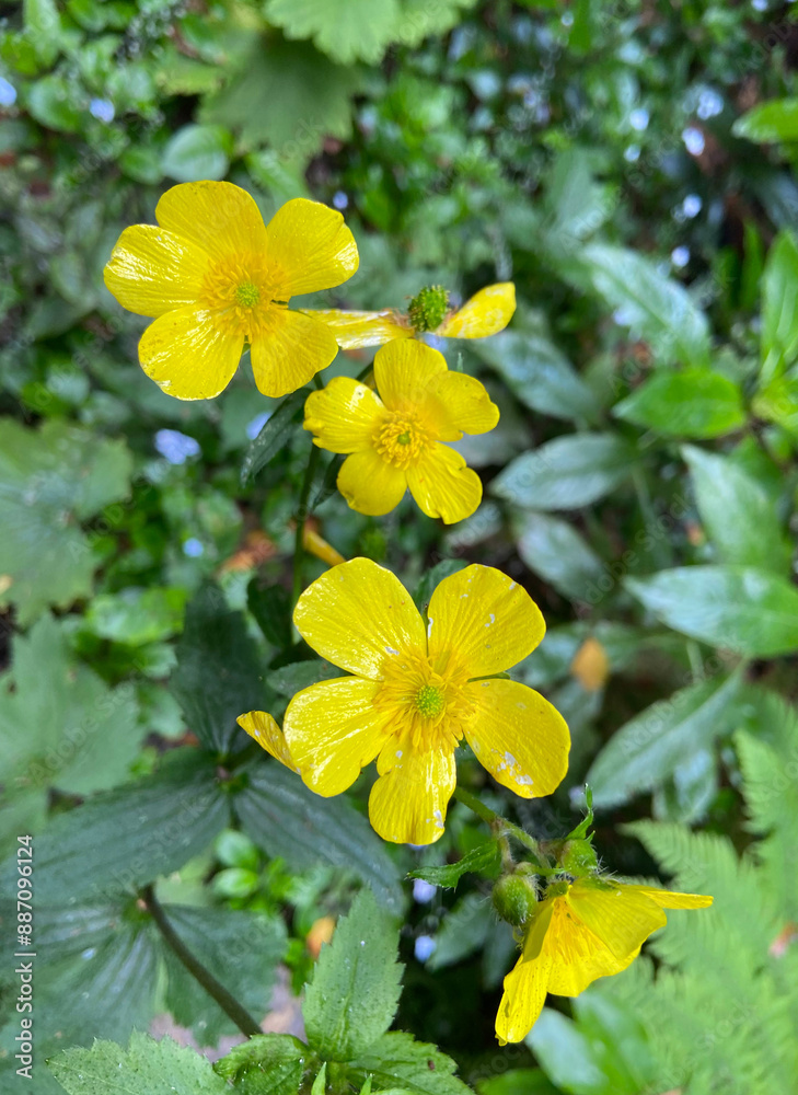 Ranunculus cortusifolius or giant Canary buttercup yellow flowers growing in Tenerife,Canary Islands,Spain. Ranunculus cortusifolius or giant Canary buttercup yellow flowers growing in Tenerife,Canary Islands,Spain.