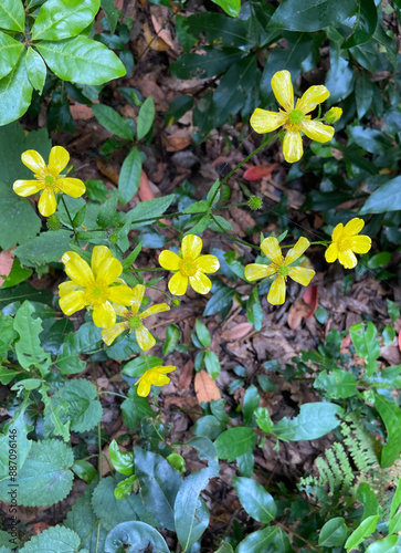 Ranunculus cortusifolius or giant Canary buttercup yellow flowers growing in Tenerife,Canary Islands,Spain. photo