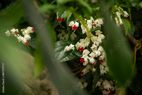 Beautiful red flowers with a white cover. photo