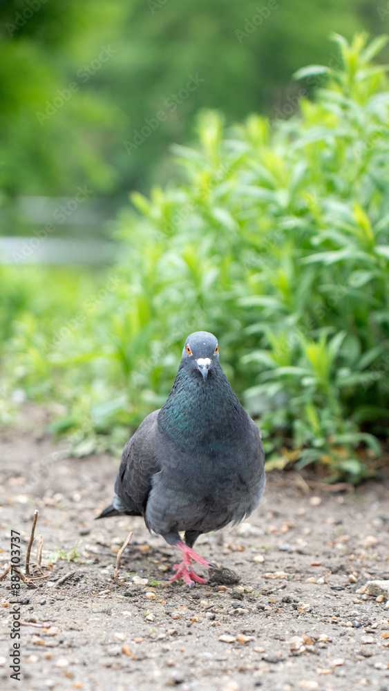Pigeon standing on dirt ground with green vegetation in the background Pigeon standing on dirt ground with green vegetation in the background