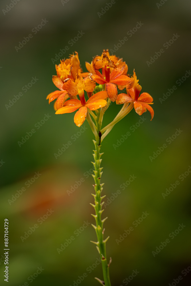 Beautiful orange epidendrum flowers on a stem. Beautiful orange epidendrum flowers on a stem.