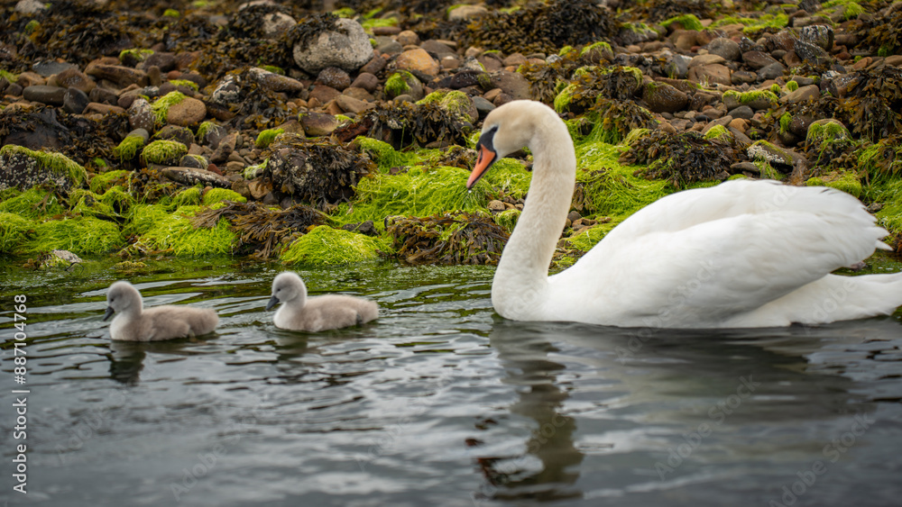 Swan with Two Cygnets Swimming in Clear Water with Mossy Rocks in Background Swan with Two Cygnets Swimming in Clear Water with Mossy Rocks in Background