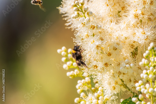 Spiraea chamaedryfolia or germander meadowsweet or elm-leaved spirea white flowers with green background. A bee on white flowers of a honey plant. photo