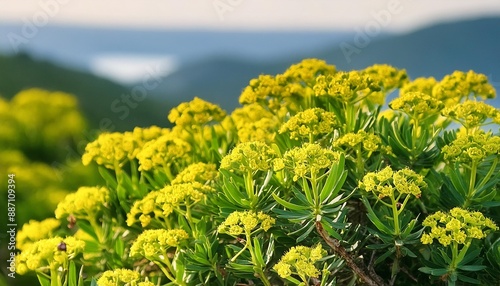 cypress spurge yellow flowers closeup selective focus photo