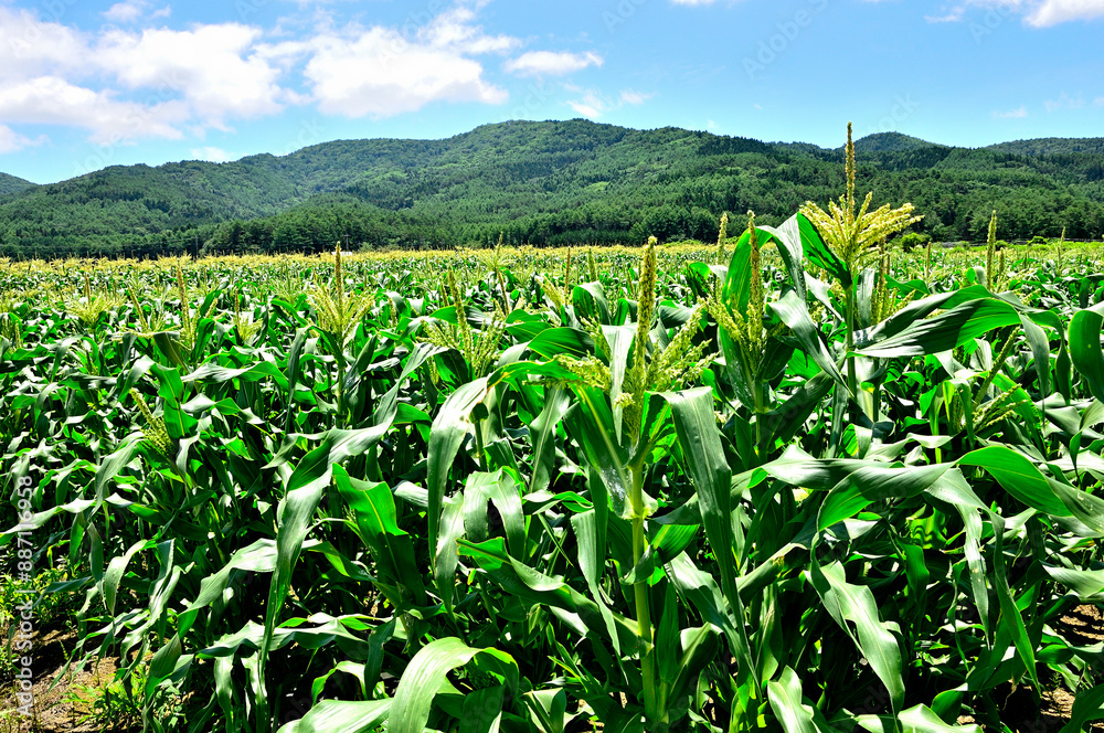 山梨県忍野村 夏の風景 トウモロコシ畑と大平山
山梨県忍野村 夏の風景 トウモロコシ畑と大平山