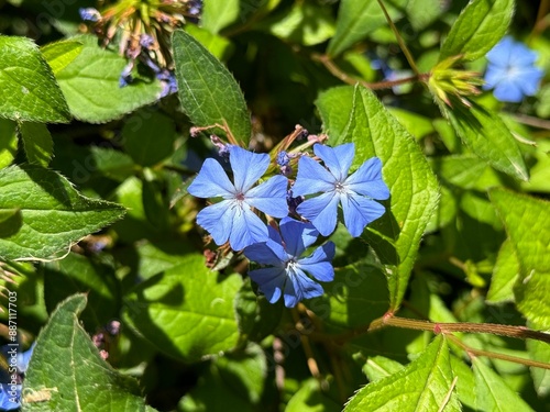 Ceratostigma plumbaginoides, Blue Leadwort flowers with blurred background. photo