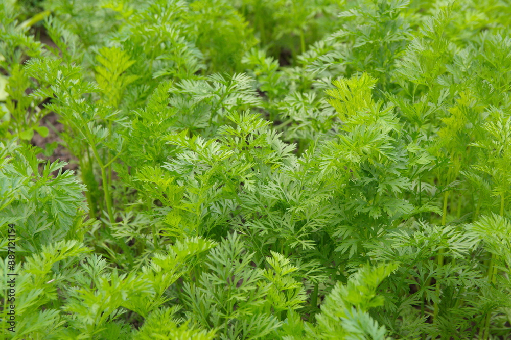 Growing and harvesting garrots, green carrot folliage Growing and harvesting garrots, green carrot folliage