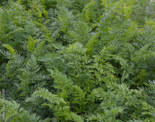 Growing and harvesting garrots, green carrot folliage photo