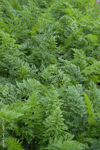 Growing and harvesting garrots, green carrot folliage photo