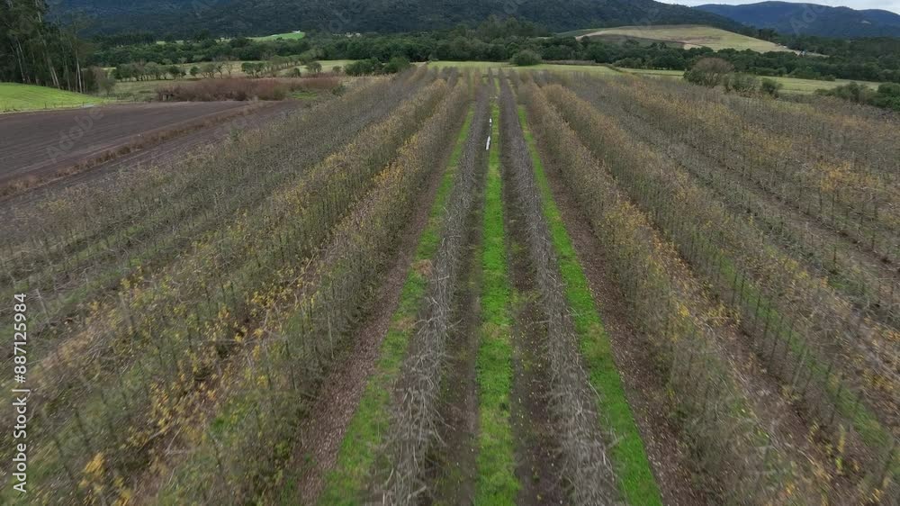 Dry apple plantation. Aerial view of apple tree. Agribusiness. Dry apple plantation. Aerial view of apple tree. Agribusiness.