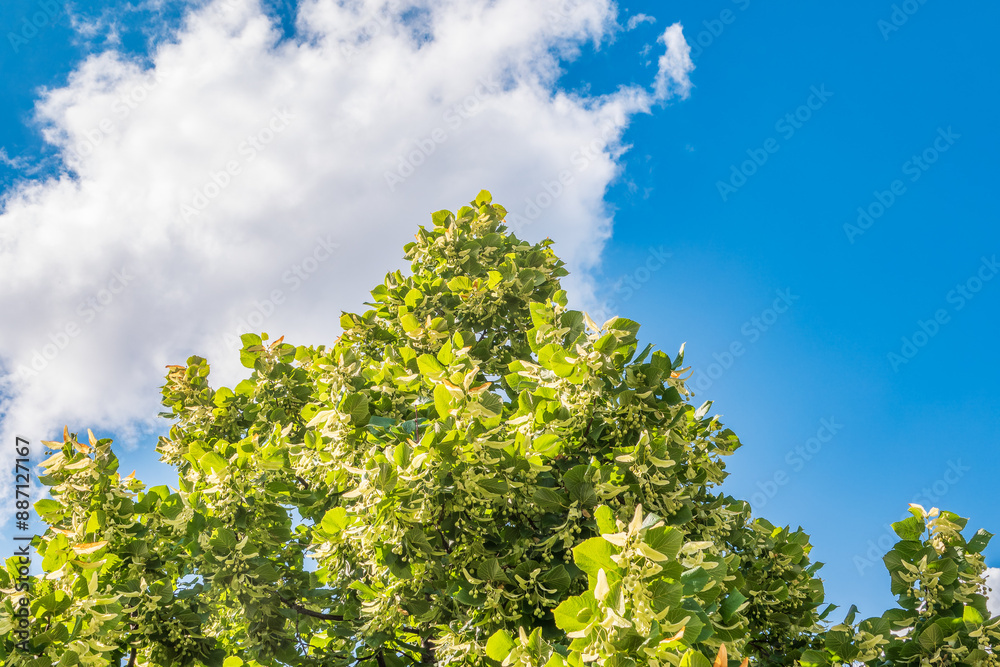 Linden tree flowers clusters tilia cordata, europea, small-leaved lime, littleleaf linden bloom. Linden tree flowers clusters tilia cordata, europea, small-leaved lime, littleleaf linden bloom.