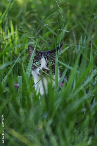 Cat in grass