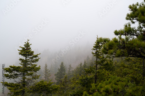 Misty Mountain Forest in Spring. Acadia National Park. A thick layer of fog hangs over a mountain forest, obscuring the distant trees. The foreground features a tall pine tree with several shorter tr