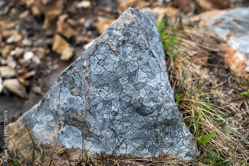 Close-Up of a Lichen-Covered Rock. A close-up shot of a grey rock with a complex network of white lichen covering its surface. The rock is partially submerged in dry grass and appears to be resting o photo