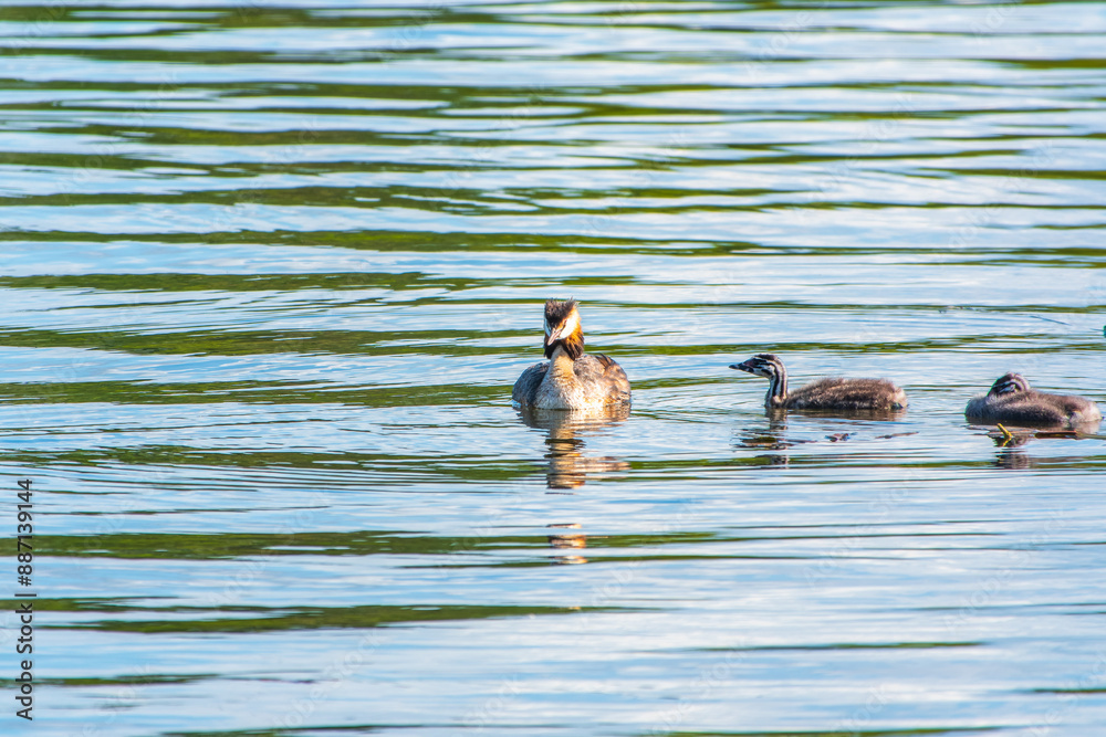The waterfowl bird, great crested grebe with chick, swimming in the lake. The waterfowl bird, great crested grebe with chick, swimming in the lake.
