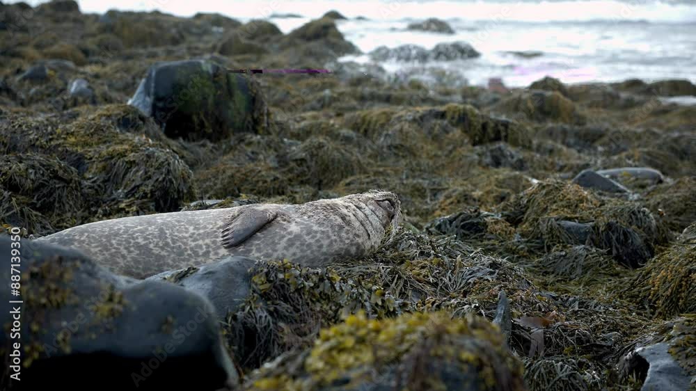 Golden seal sleeping at Ytri Tunga beach Iceland. Harbor seals, Western fjords, Iceland. Harbor seals in the waters of the Skotur fjord near Litlibaer, Western Fjords, Iceland
