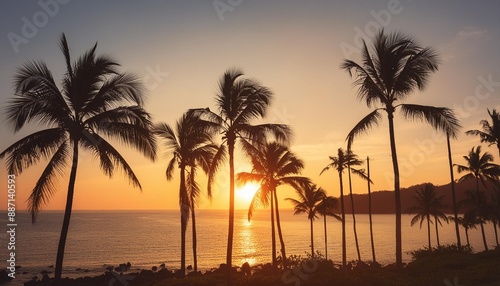 tropical sunset coconut palm trees silhouettes
