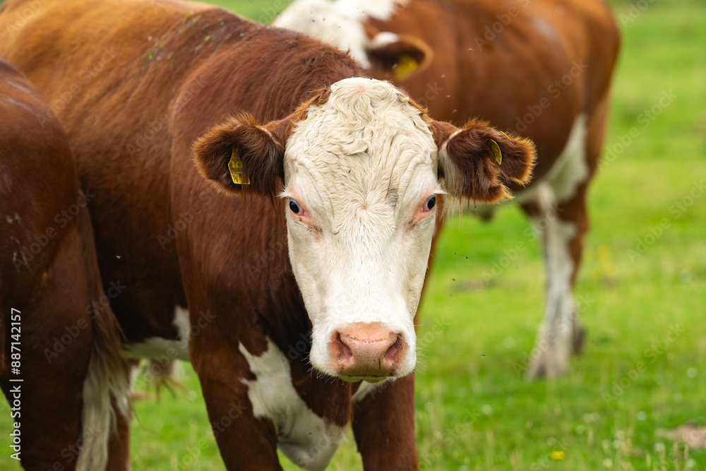 Cow on a summer pasture. Herd of cows grazing in Alps. Holstein cows, Jersey, Angus, Hereford, Charolais, Limousin, Simmental, Guernsey, Ayrshire, Brahman Cattle breeds. Cow in a field. Dairy cow. Cow on a summer pasture. Herd of cows grazing in Alps. Holstein cows, Jersey, Angus, Hereford, Charolais, Limousin, Simmental, Guernsey, Ayrshire, Brahman Cattle breeds. Cow in a field. Dairy cow.