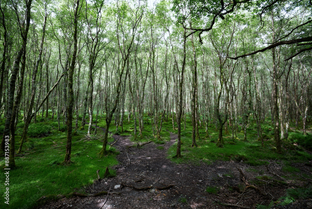 Fototapeta premium Ireland - Glendalough Woods