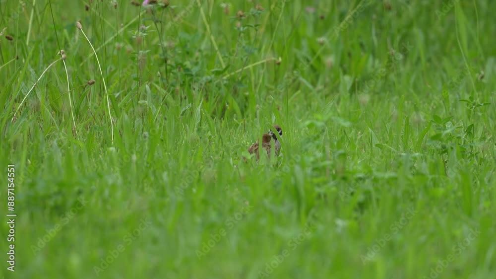 eurasian tree sparrow in a forest eurasian tree sparrow in a forest