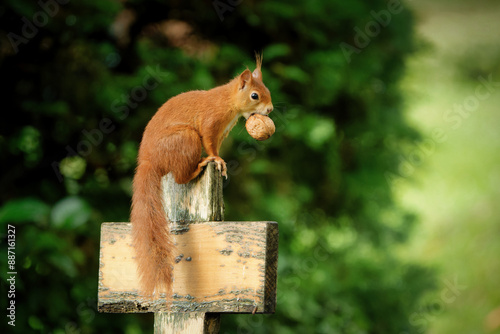 squirrel with walnut sits on an old wooden cross in a cemetery photo