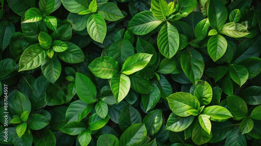 Background of green leaves Background of green leaves