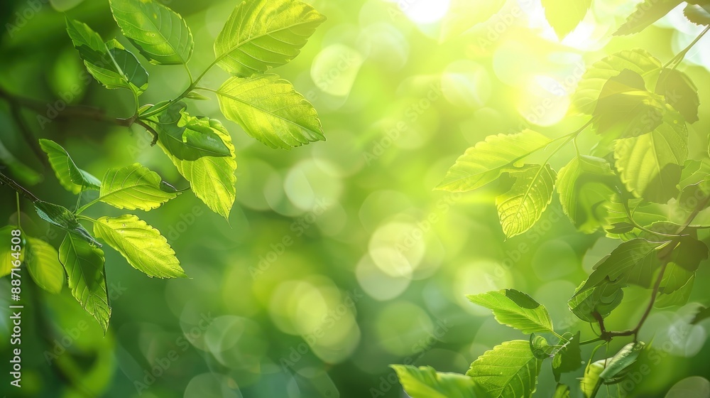 Background of green leaves out of focus Background of green leaves out of focus
